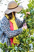 Woman pruning a lemon tree. To shorten the long branches is essential to preserve a subject with a balanced port.