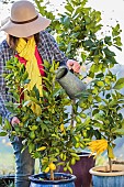 Woman watering a thirsty citrus fruit