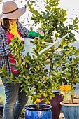 Woman bringing fertilizer to a potted citrus fruit