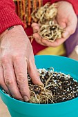 Put a rhizome of Zantedeschia to start indoors, in pot