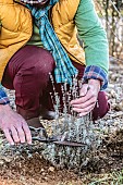 Pruning a tuft of lavender in winter: making up for a cut that should have been made before.