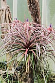 Tillandsia brachycaulos in flower under greenhouse