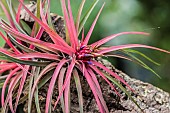 Tillandsia hybrid Victoriae (Tillandsia ionantha x T. brachycaulos), grown as an epiphyte on cork bark.