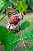 Walnut fruit of the Common Walnut (Juglans regia) hatching in autumn after its shell has burst, Country garden, Lorraine, France