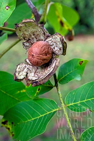 Walnut_fruit_of_the_Common_Walnut_Juglans_regia_hatching_in_autumn_after_its_shell_has_burst_Country