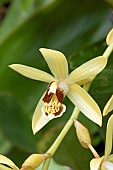 Necklace orchid (Coelogyne tomentosa) flower