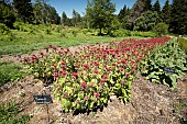 Scarlet beebalm (Monarda didyma) cultivated in the Vosges, France