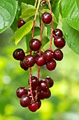 Chokecherries (Prunus virginiana) fruits