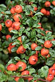 Cotoneaster (Cotoneaster nanshan) fruits and foliage