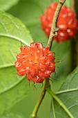 Kozo (Broussonetia kazinoki) fruits