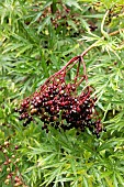 Cut leaf elderberry (Sambucus nigra Laciniata) fruits and foliage