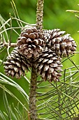 lodgepole pine (Pinus contorta) cones