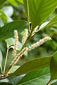 Japanese stone oak (Lithocarpus edulis) flowers and leaves