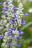 Mealycup sage (Salvia farinacea) flowers