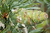 Blue Japanese white pine (Pinus parviflora Glauca) cone