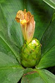 Costus (Costus malortieanus) flower