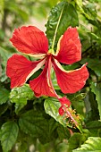 Chinese hibiscus (Hibiscus rosa-sinensis) El Capitolo