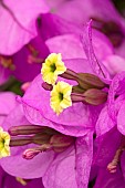 Flowers and bracts from Bougainvillea x specto-glabra