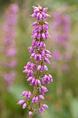 Bell heather (Erica cinerea) flowers