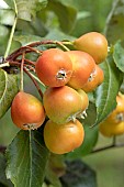 Bollwiller pear tree (x Sorbopyrus auricularis) hybrid between Pyrus communis and Sorbus aria