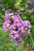 Crape myrtle (Lagerstroemia indica) flowers