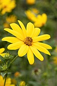 Giant sunflower (Helianthus giganteus) flower