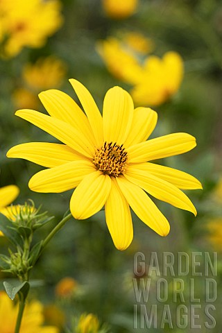 Giant_sunflower_Helianthus_giganteus_flower