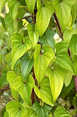 Chinese yam (Dioscorea polystachya) foliage