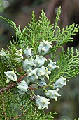 Chinese Arborvitae (Platycladus orientalis) fruits