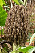 Fishtail palm (Caryota mitis) fruits