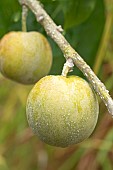 White sapote (Casimiroa edulis) fruits