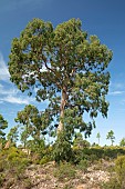 Camden woolybutt (Eucalyptus macarthurii), Esterel national forest, Var, France