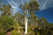Mountain white gum (Eucalyptus dalrympleana), Esterel national forest, Var, France