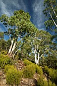 Mountain white gum (Eucalyptus dalrympleana), Esterel national forest, Var, France