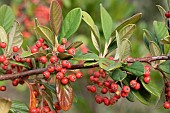 Milkflower cotoneaster (Cotoneaster lacteus) fruits and leaves