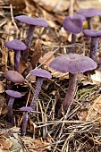 Amethyst deceiver (Laccaria amethystina)