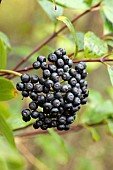 Five-veined dogwood (Cornus quinquinervis) fruits