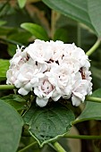 Chinese glory bower(Clerodendrum chinense) flwoers
