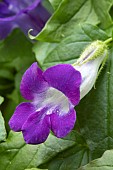 Angels trumpet (Maurandya barclayana) flower