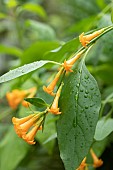 Orange jessamine (Cestrum aurantiacum) flowers and leaves