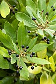 Redbay (Persea borbonia) leaves and fruits