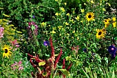 Annual plant composition in permaculture, France