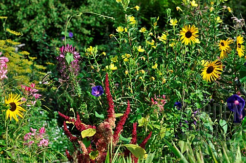 Annual_plant_composition_in_permaculture_France