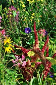 Annual plant composition in permaculture, France