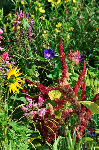 Annual_plant_composition_in_permaculture_France