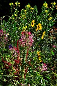 Annual plant composition in permaculture, France