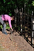 Planting climbing plants in a lasagne.