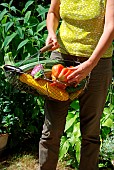 Harvesting in the vegetable garden