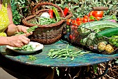 Harvesting in the vegetable garden