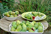 Harvesting figs from the orchard